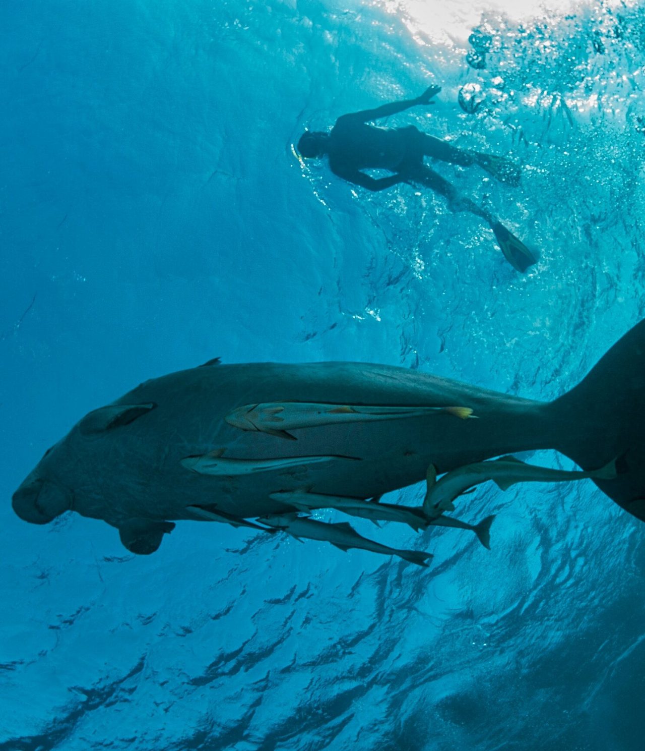Un nadador con aletas y snorkel, observando un manatí de cerca, en su hábitat natural en aguas cristalinas