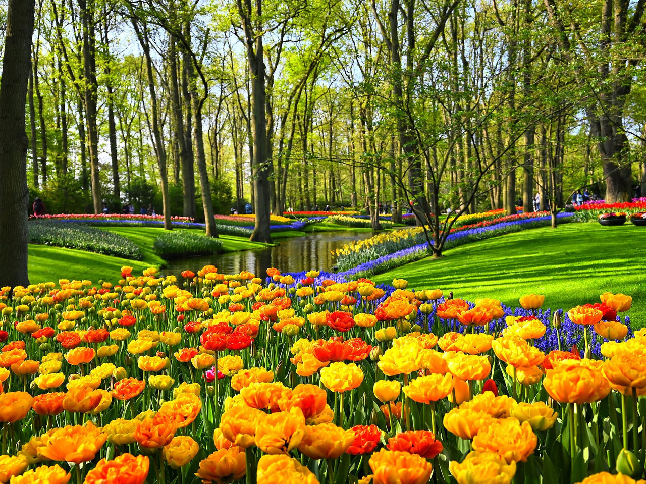 Típico campo de tulipanes coloridos en Ámsterdam, en medio de un bosque con un río que lo atraviesa
