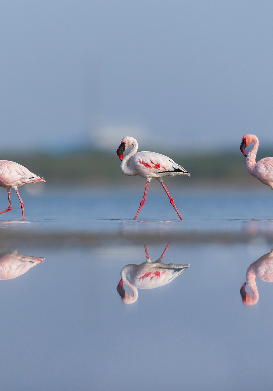 Os flamingos na Ilha de Bazaruto pintam a paisagem com suas cores vibrantes, criando um espetáculo natural inesquecível
