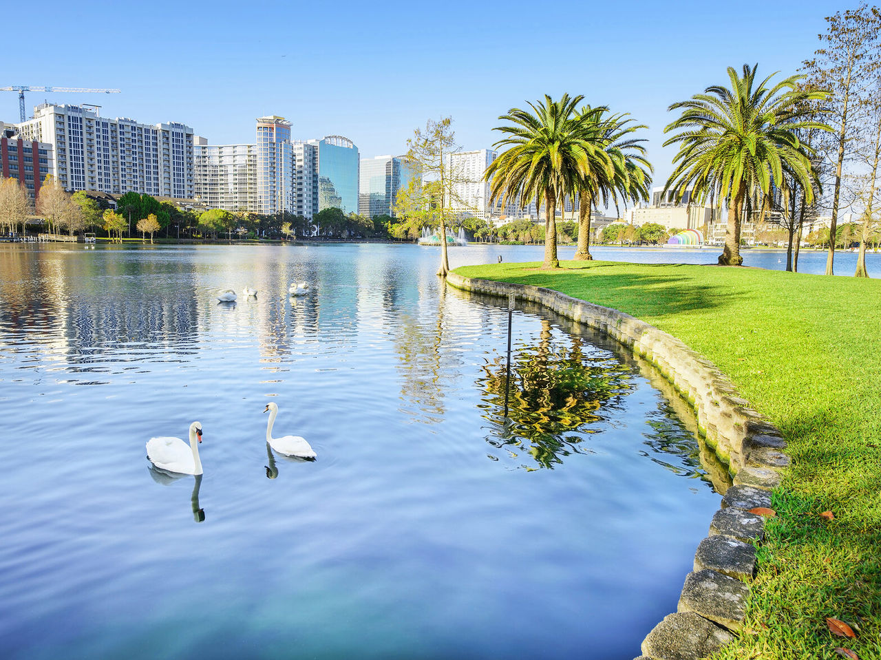 Paisagem urbana com um lago tranquilo, cercado por palmeiras e cisnes brancos, com a cidade de orlando de fundo 