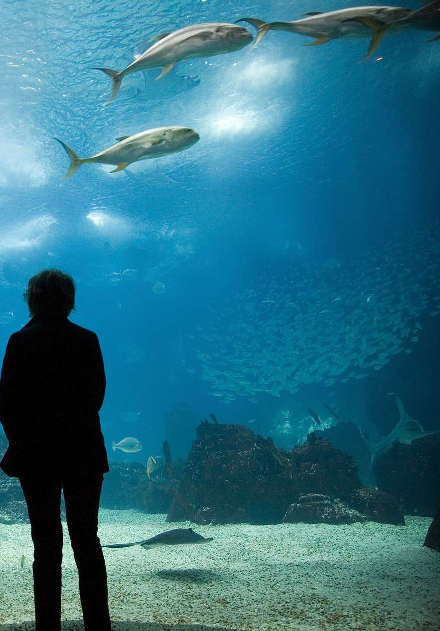 Fique no Pestana Rua Augusta e visite em família o Oceanário de Lisboa, com vários peixes