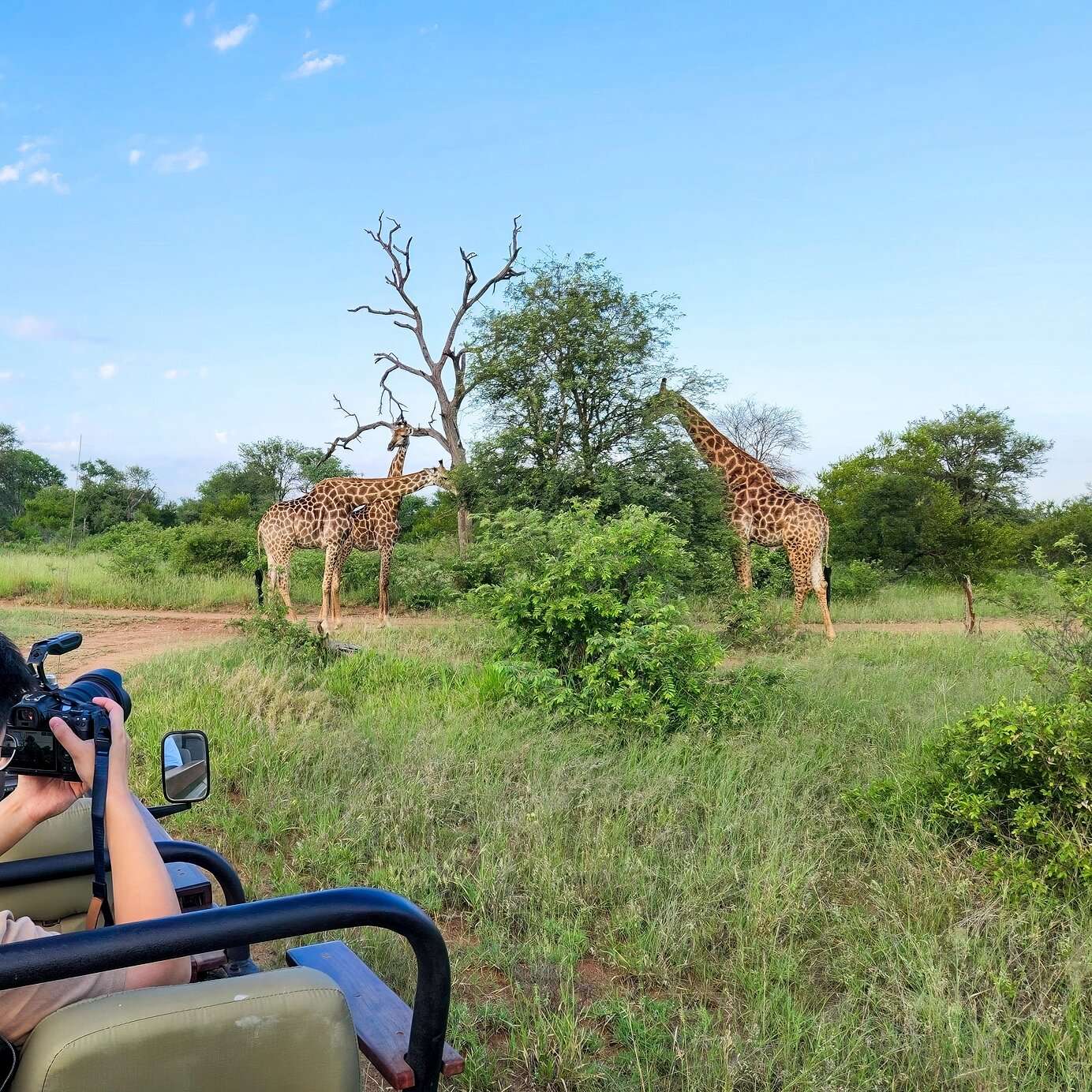 Stay at a Pestana hotel where you can go on a morning safari and observe giraffes in their natural habitat.