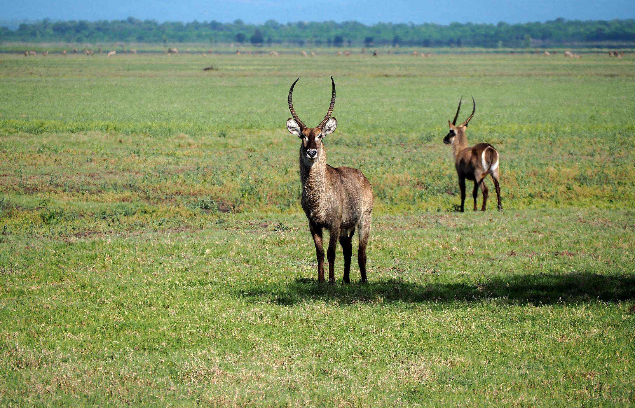 Dos waterbucks, grandes antílopes africanos, posando en una sabana con vegetación en Mozambique.