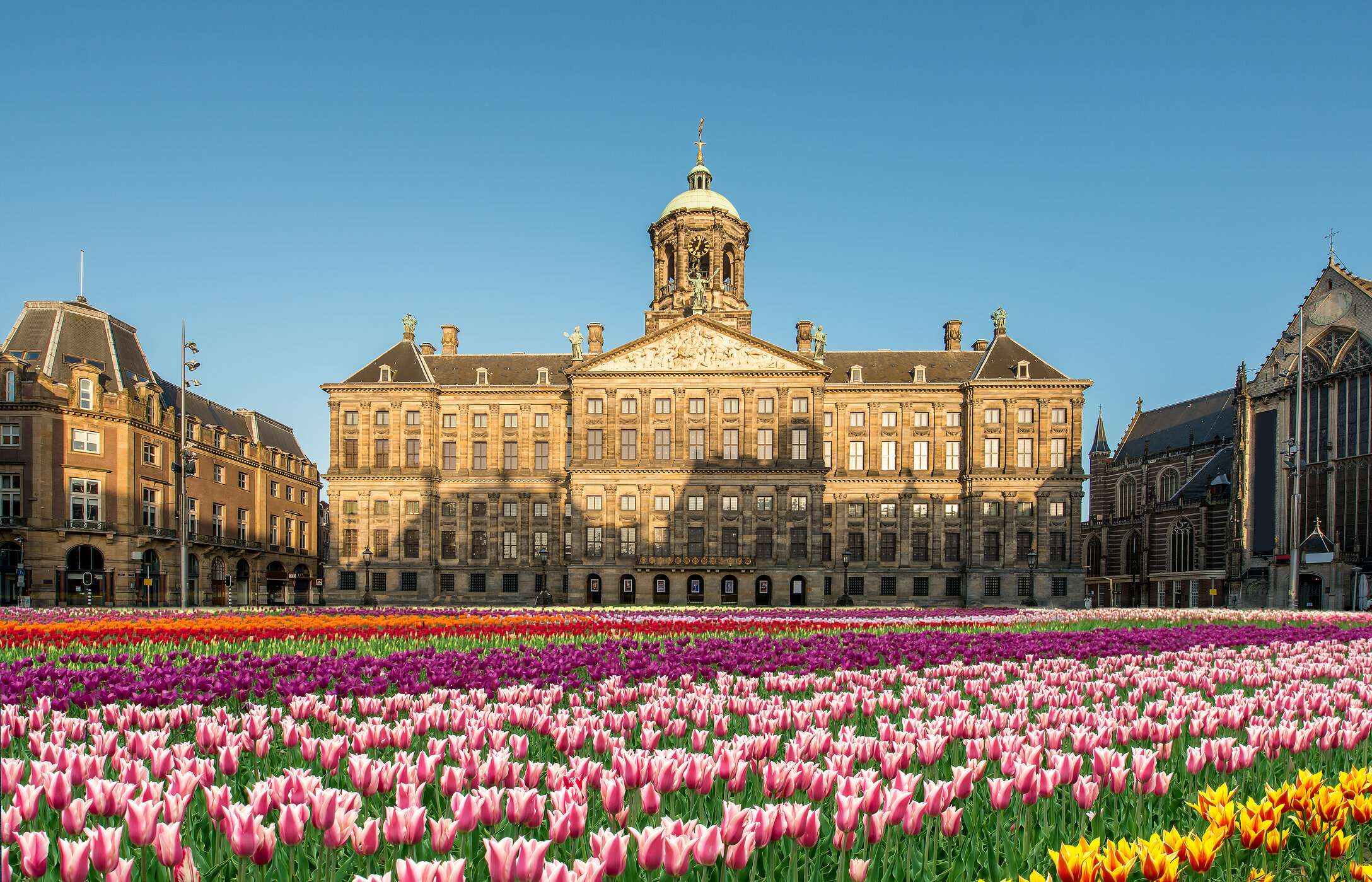 Palácio Real de Amsterdão, uma imponente construção de tijolo com um tapete vibrante de tulipas coloridas