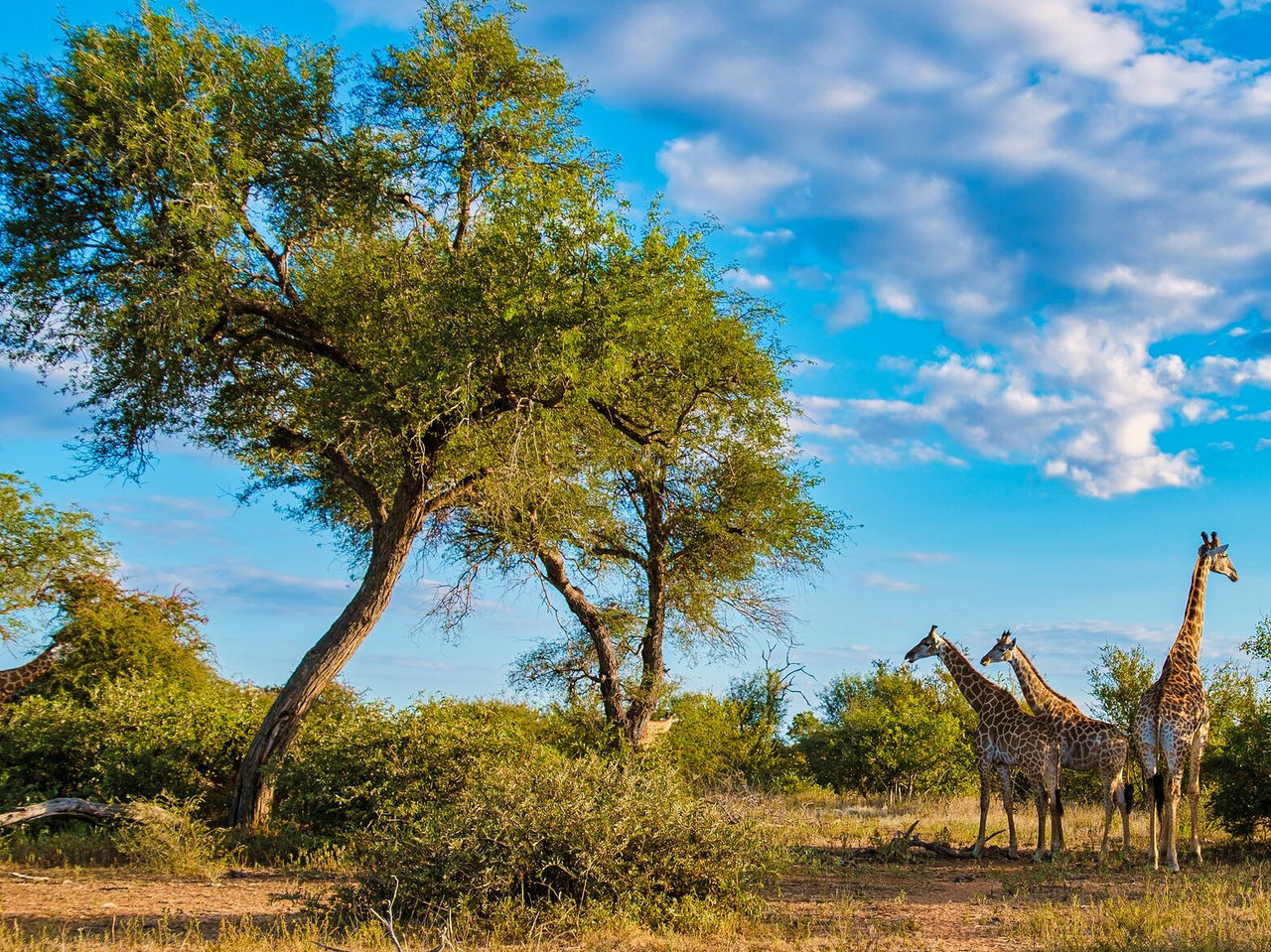 De giraffen in het Krugerpark betoveren met hun elegantie, grazen rustig tussen de hoge bomen van de savanne