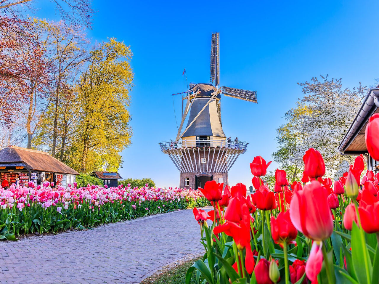 Traditionele Nederlandse houten windmolen in een open veld omgeven door rode en roze tulpen in Amsterdam