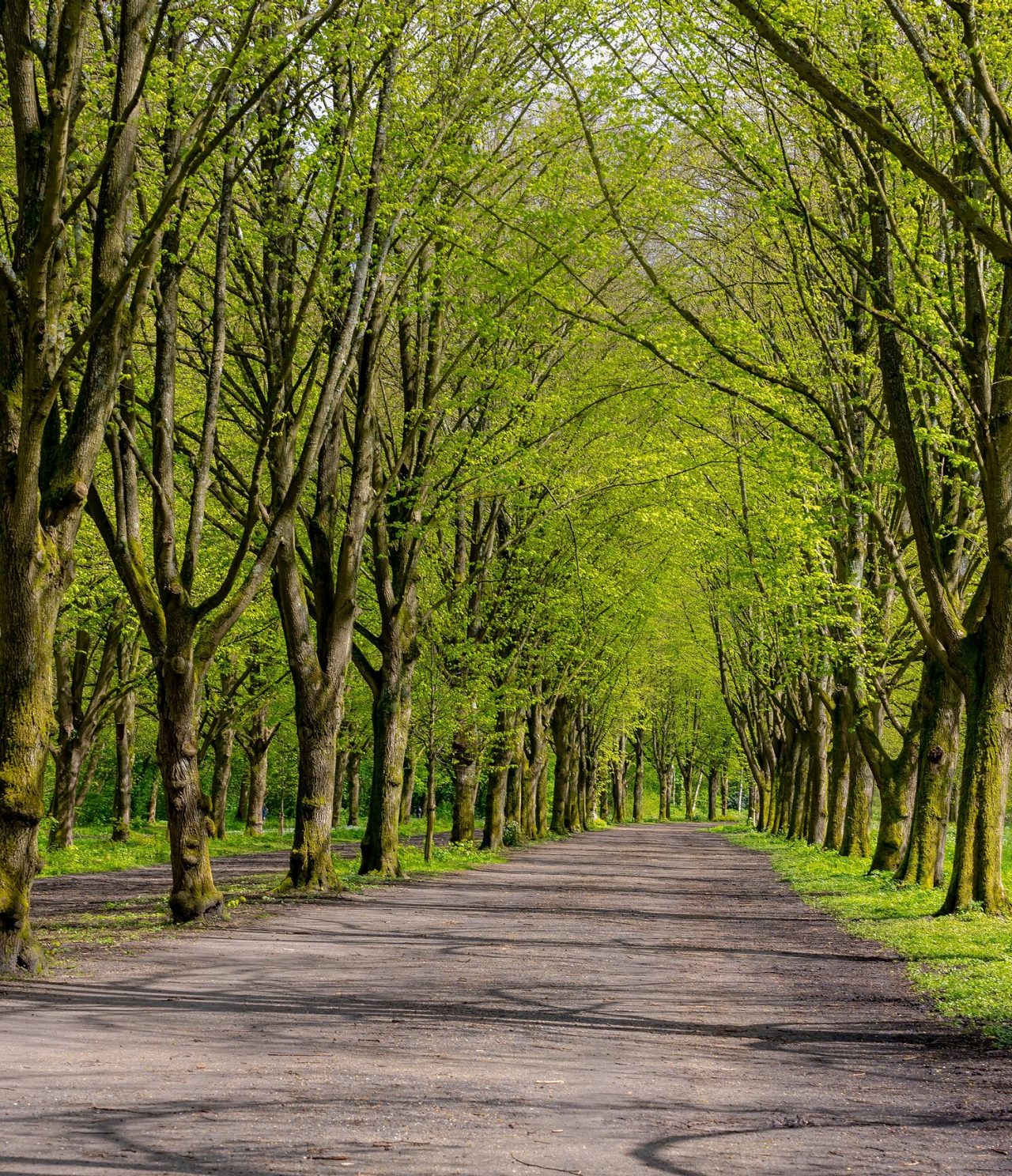 Lange en smalle weg met hoge groenbladerige bomen, omgeven door gras en met licht dat door het bladerdak filtert