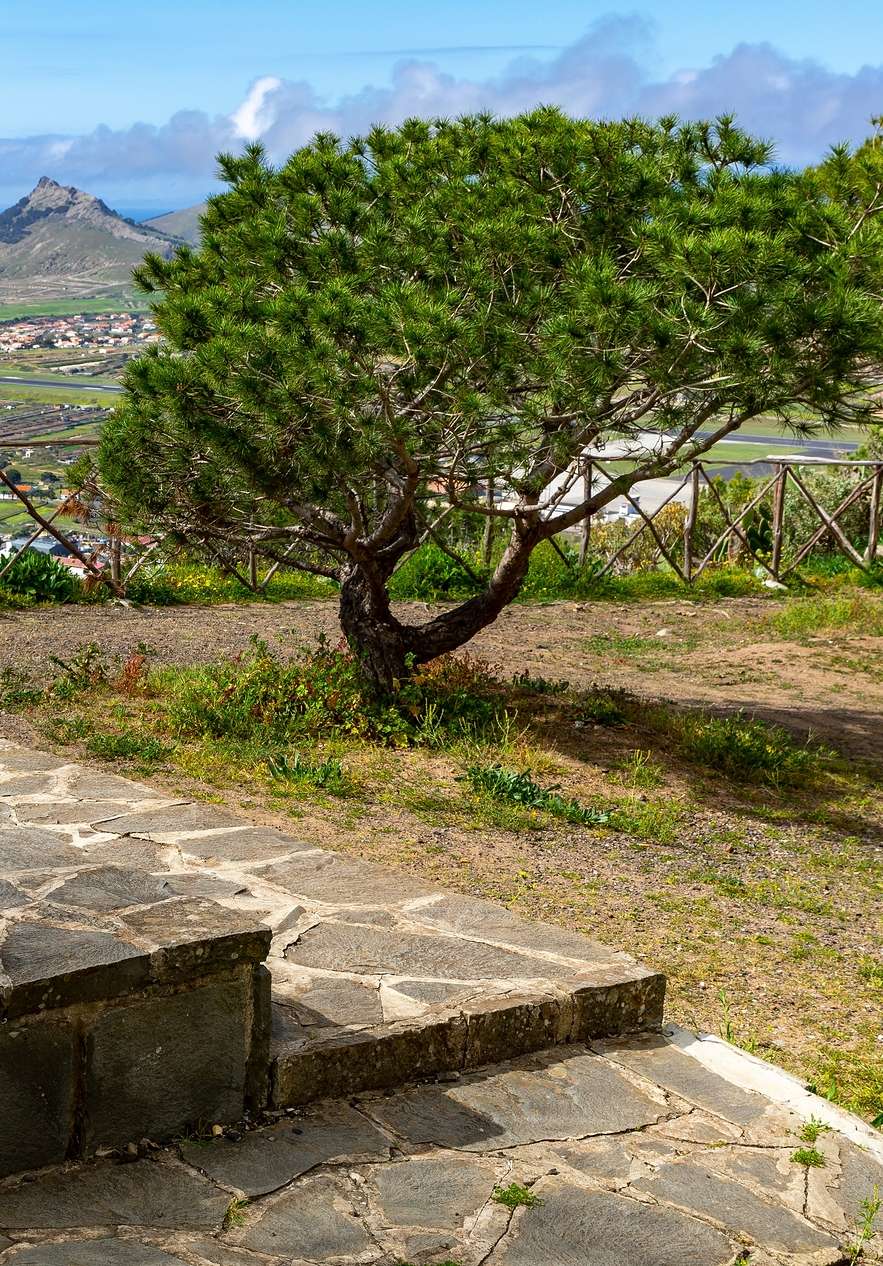 Het hoogste punt van Porto Santo, met een boom en uitzicht over het eiland op de achtergrond
