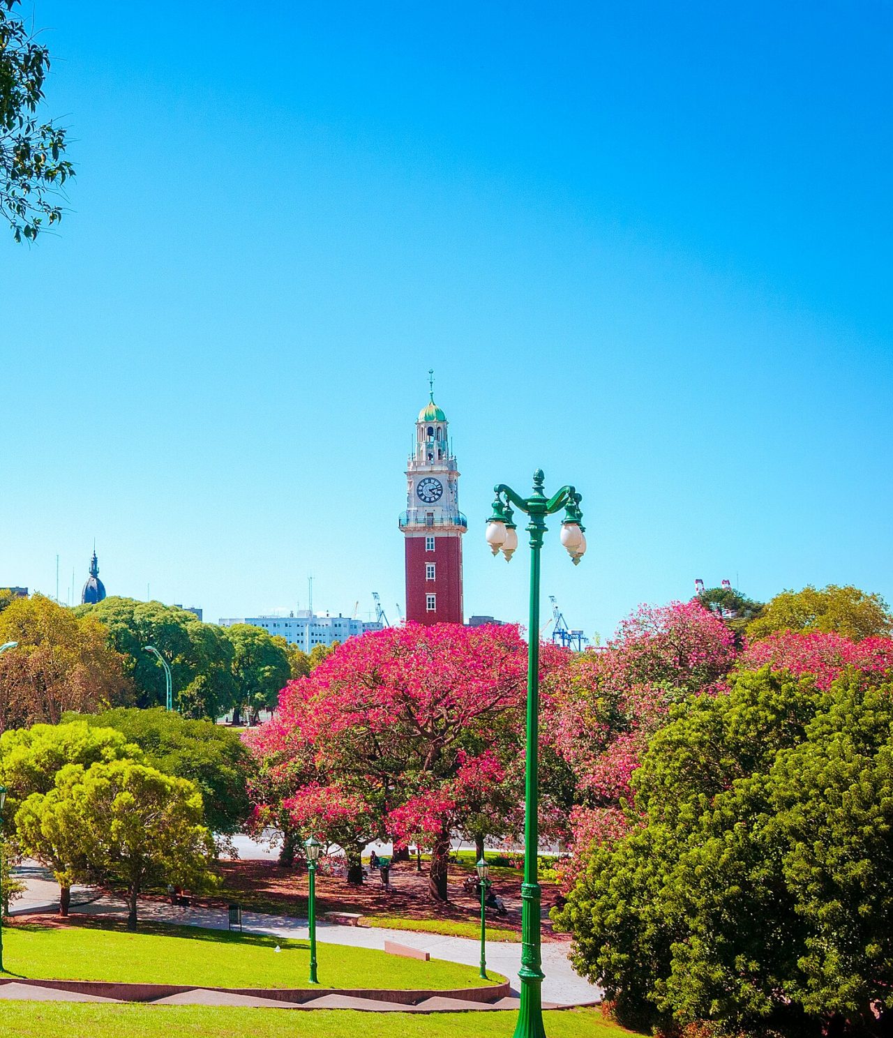 Uitzicht op Plaza de Mayo in Buenos Aires, met het Cabildo op de achtergrond, bloeiende bomen en de Argentijnse vlag