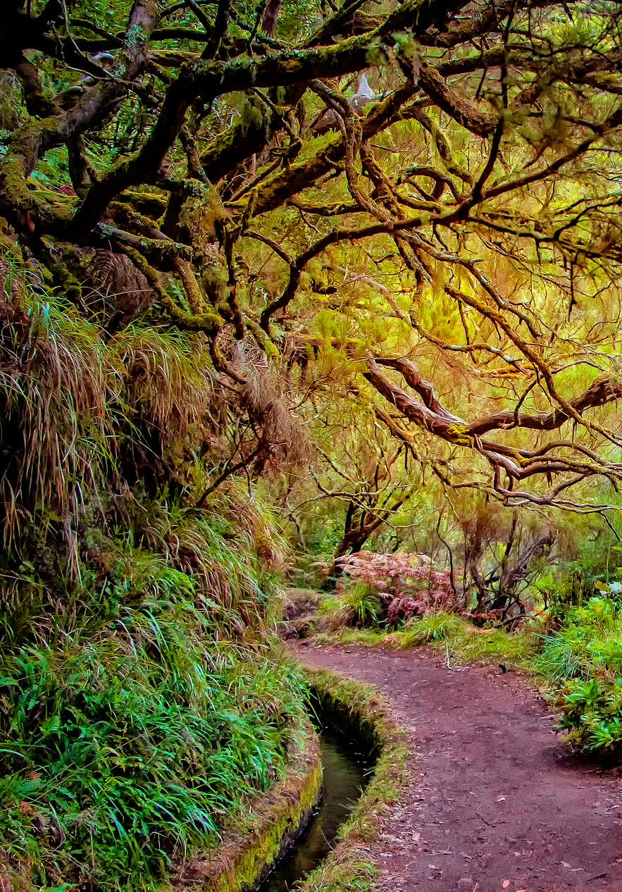 Stay at Pestana Madeira Beach Club and discover the Laurissilva Forest of Madeira with its high biodiversity