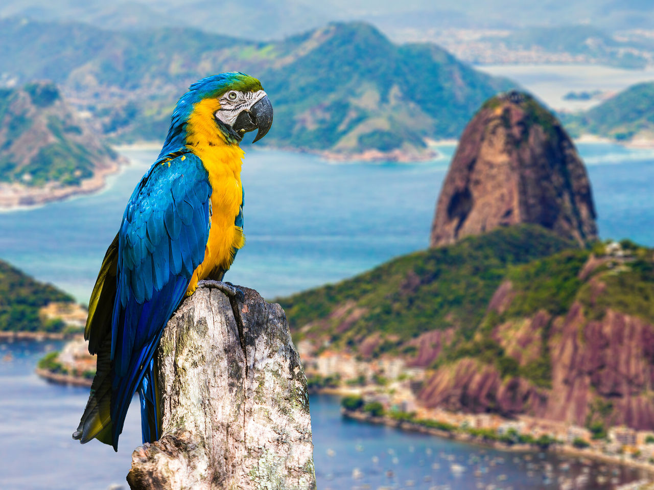 Parrot with the colors of Brazil, perched on a tree, with Sugarloaf Mountain and Guanabara Bay in the background